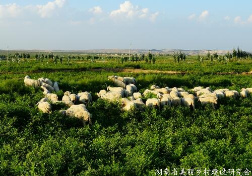 1-5万在农村能搞养殖吗？养蛇、鸡还是鸭好？