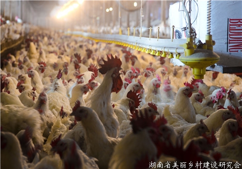 2019年养鸡赚钱吗？全新合作盈利模式你必须了解！