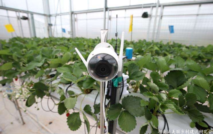 首届草莓AI种植比赛 人工智能队领先顶尖农人队