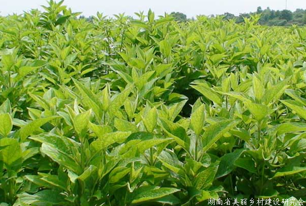 全国中药材生态种植技术协作组正式成立