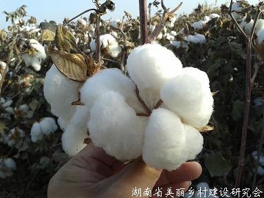 546.9公斤！新疆长绒棉再次刷新高产记录 ——新疆岳普湖县长绒机采棉超高产创建获得新突破