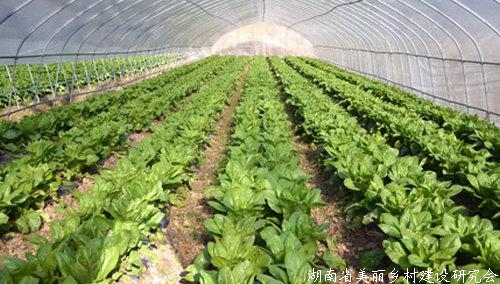 蔬菜产业技术体系围绕需求导向、问题导向开展战略研讨