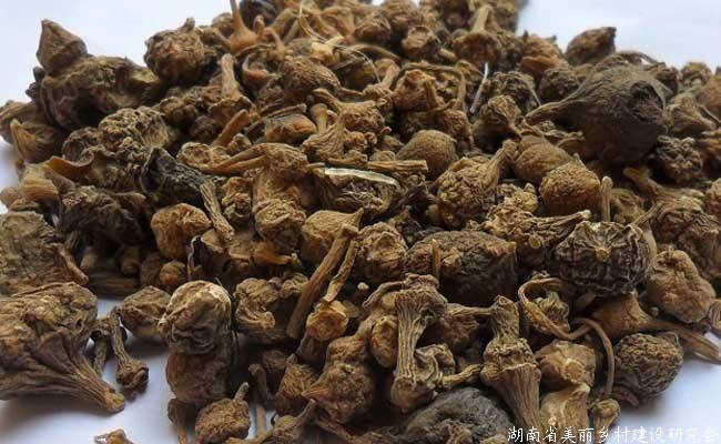 贵州中药材带动41.75万贫困人口增收