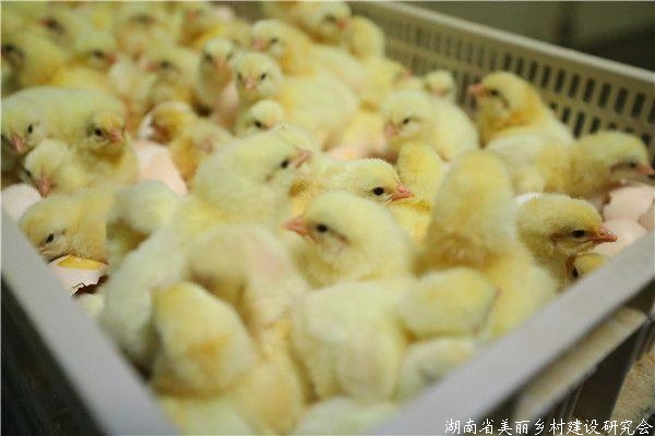 山西：打造四大畜禽品种联合育种体系