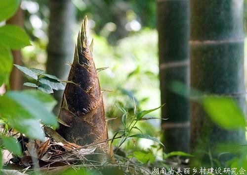 农技“余热”助农增收 杭州农技推广基金会一年资助120多个致富项目