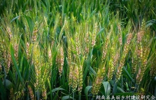 山东团队攻克小麦
