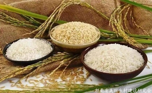 应对全球粮食危机 中国科学家提出并验证野生稻驯化新策略