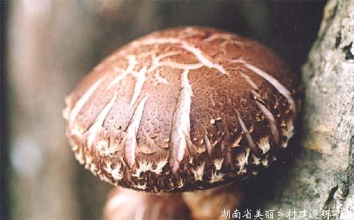 国际植物新品种保护联盟发布我国谭琦等4位女性育种家事迹