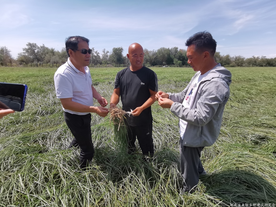 湖南美丽乡村新疆行——走进147团油莎豆示范基地