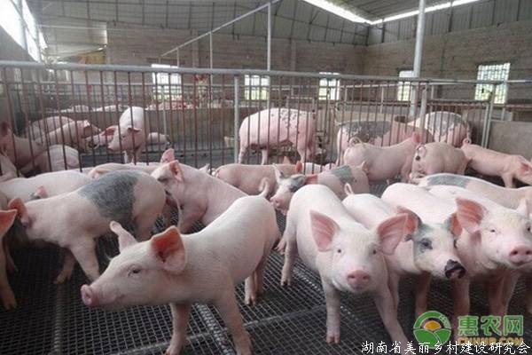 农村养殖技巧