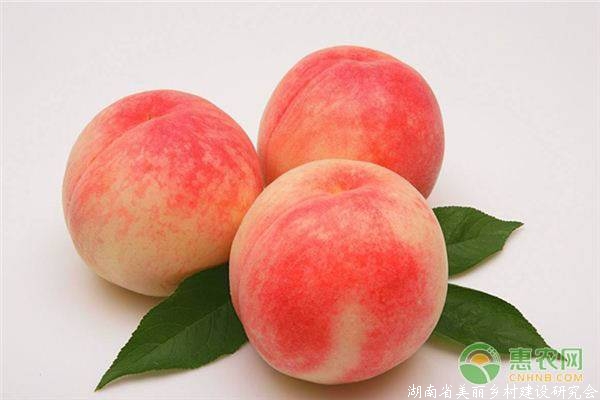 2019桃子最新批发价格