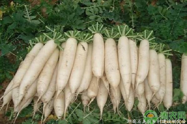 想要自家种的萝卜又大又甜？这八个要点必须掌握！