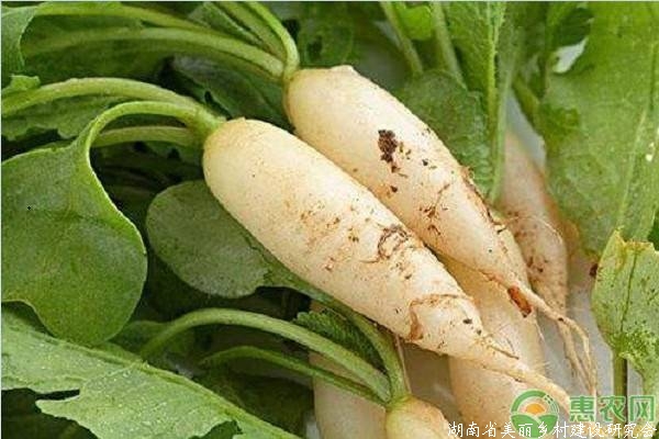 想要自家种的萝卜又大又甜？这八个要点必须掌握！