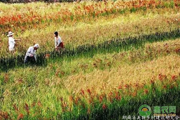 五彩米在洞口全面开花