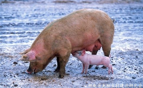 非洲猪瘟是什么
