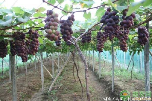 大棚葡萄
