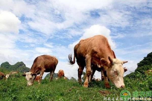 牛脱毛是什么原因导致的?要如何积极应对?
