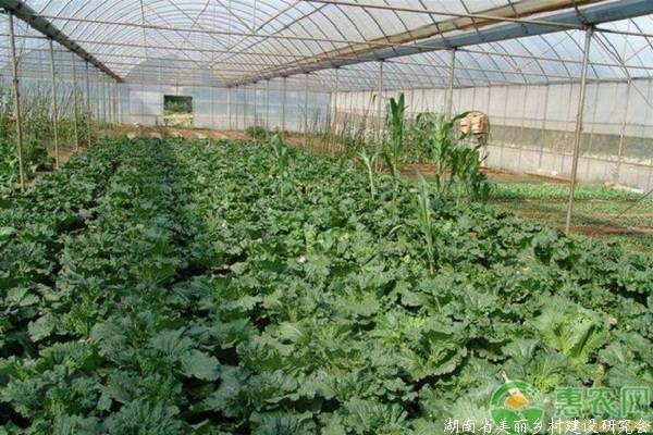 秋季大棚蔬菜种植技术及管理注意事项