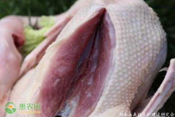 活鹅肉价格走势