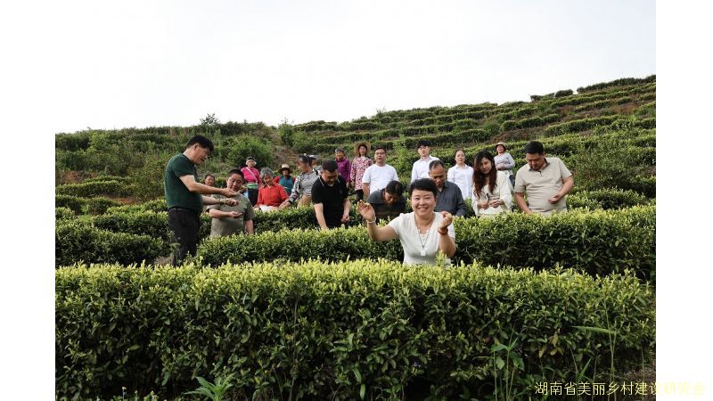让乡村好物出山 为乡村振兴献计——湖南省美丽乡村建设研究会专家学者赴茶陵县双泉村指导交流