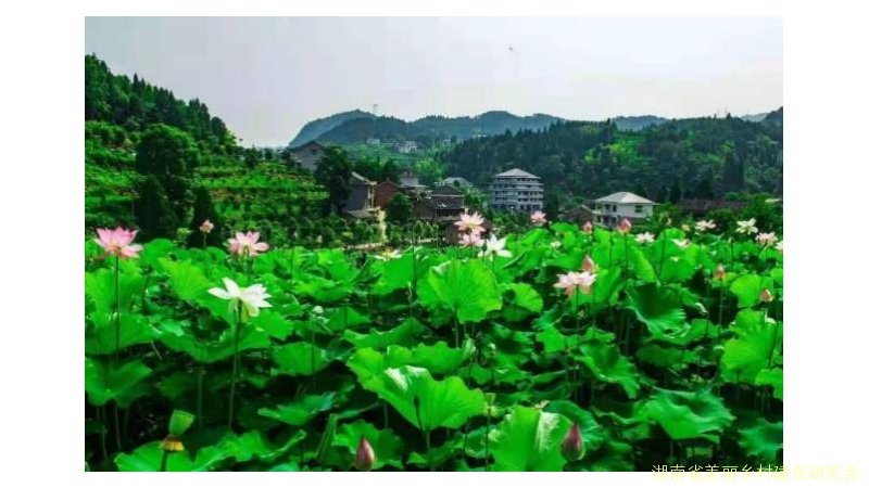 油溪桥村融合“文旅+农旅”，助推乡村旅游发展