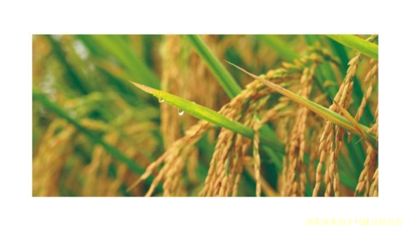 全面落实粮食安全党政同责要求为保障国家粮食安全贡献湖南力量