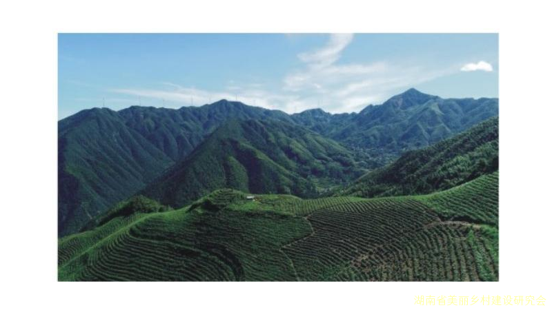 安化仙溪镇： “芙蓉仙茶”托起乡村振兴致富梦