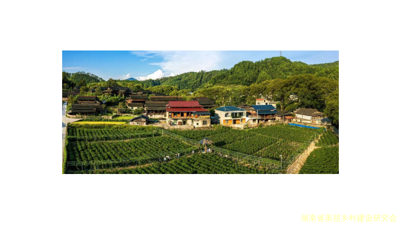 党建引领产业“新活力” 激发强村富民“强磁场”